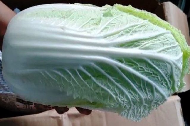 Chinese cabbage