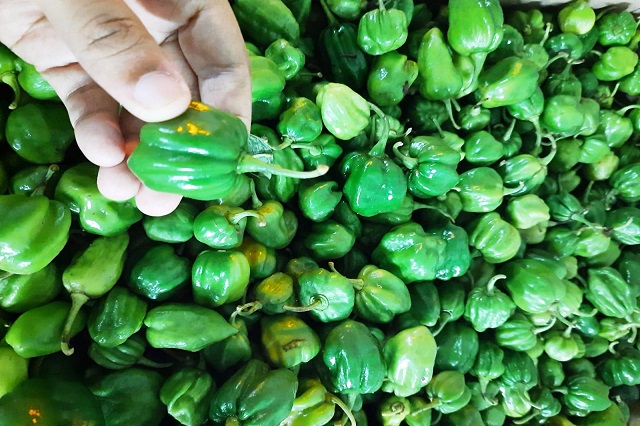 Hot Chilli/Githeyo Mirus