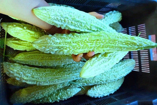Bitter Gourd