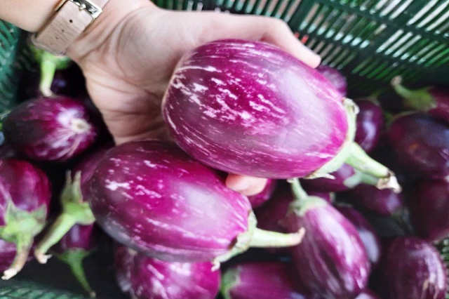 Brinjal
