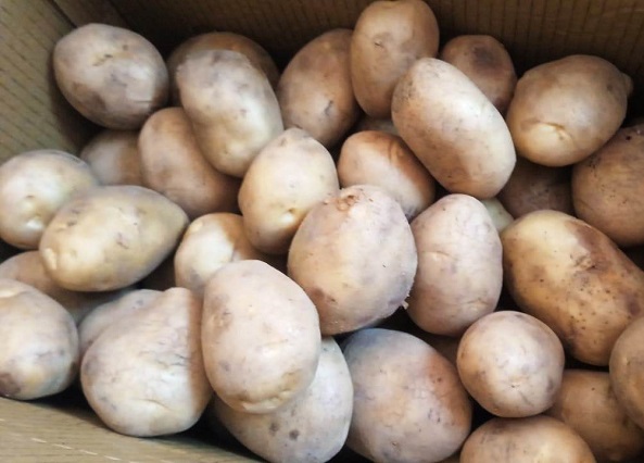 Potato White Large (Washed)